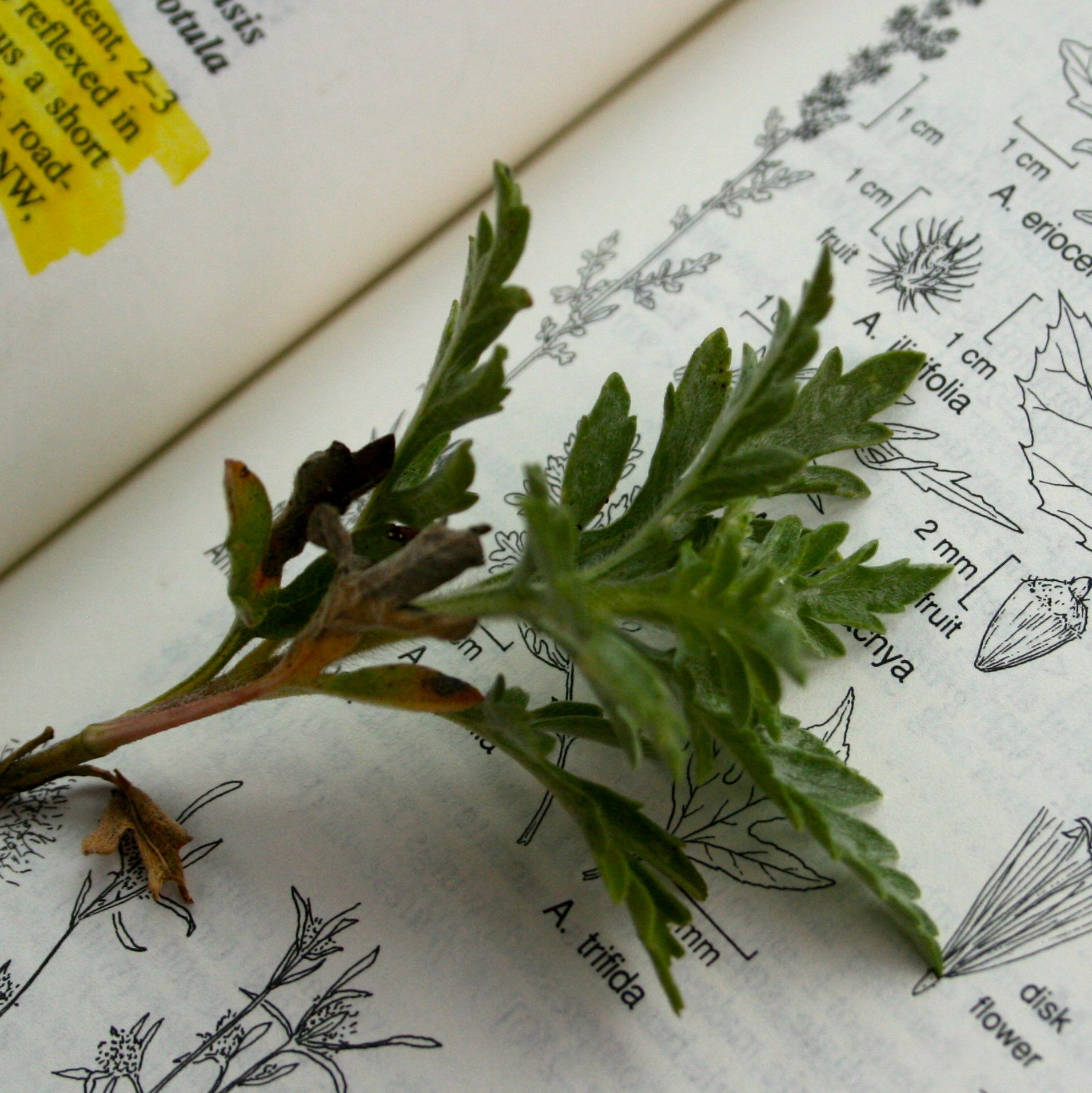 Ambrosia psilostachya (Western ragweed), native California herb