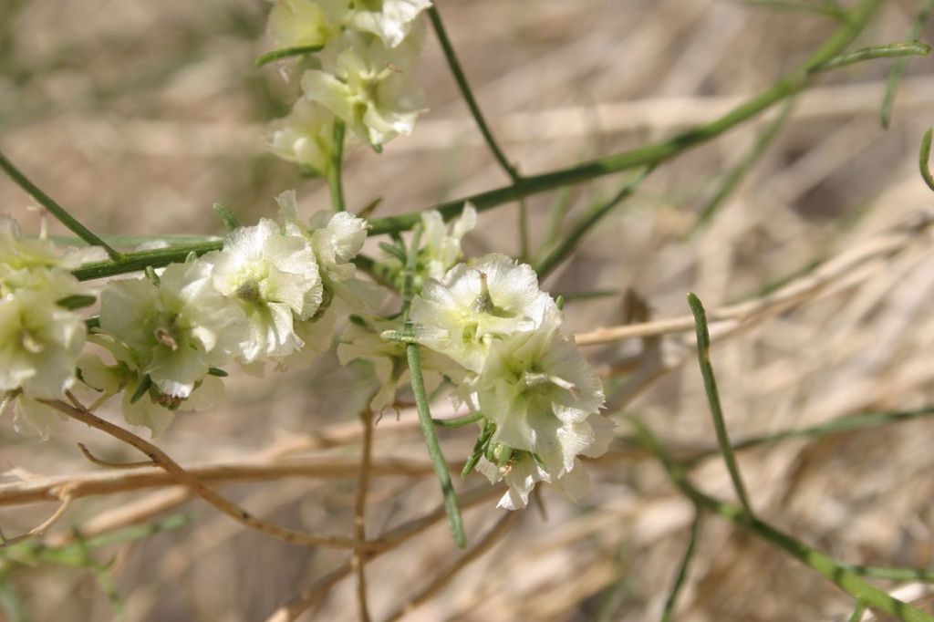 Ambrosia salsola var. pentalepis (Five scaled burrobrush), native California subshrub