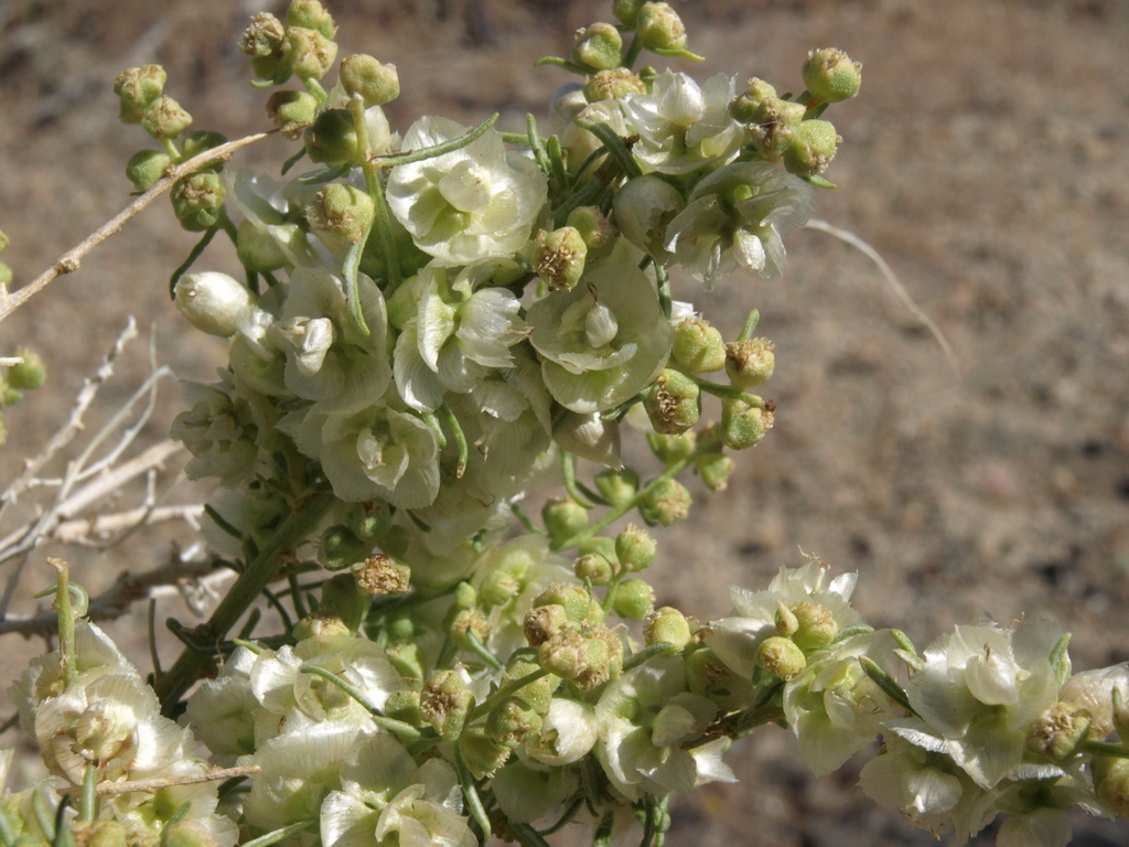 Ambrosia salsola var. salsola (Burrobrush), native California subshrub