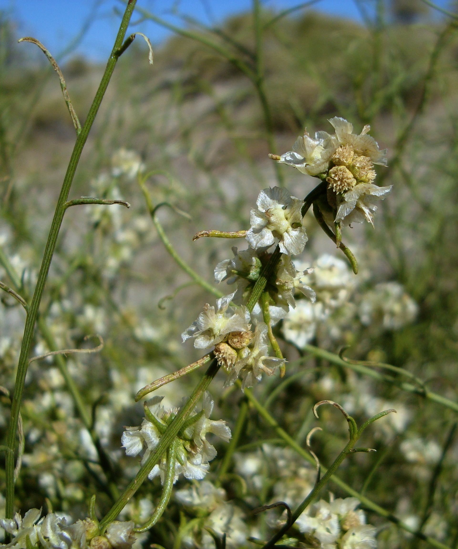 Ambrosia salsola (Common burrobrush), native California shrub