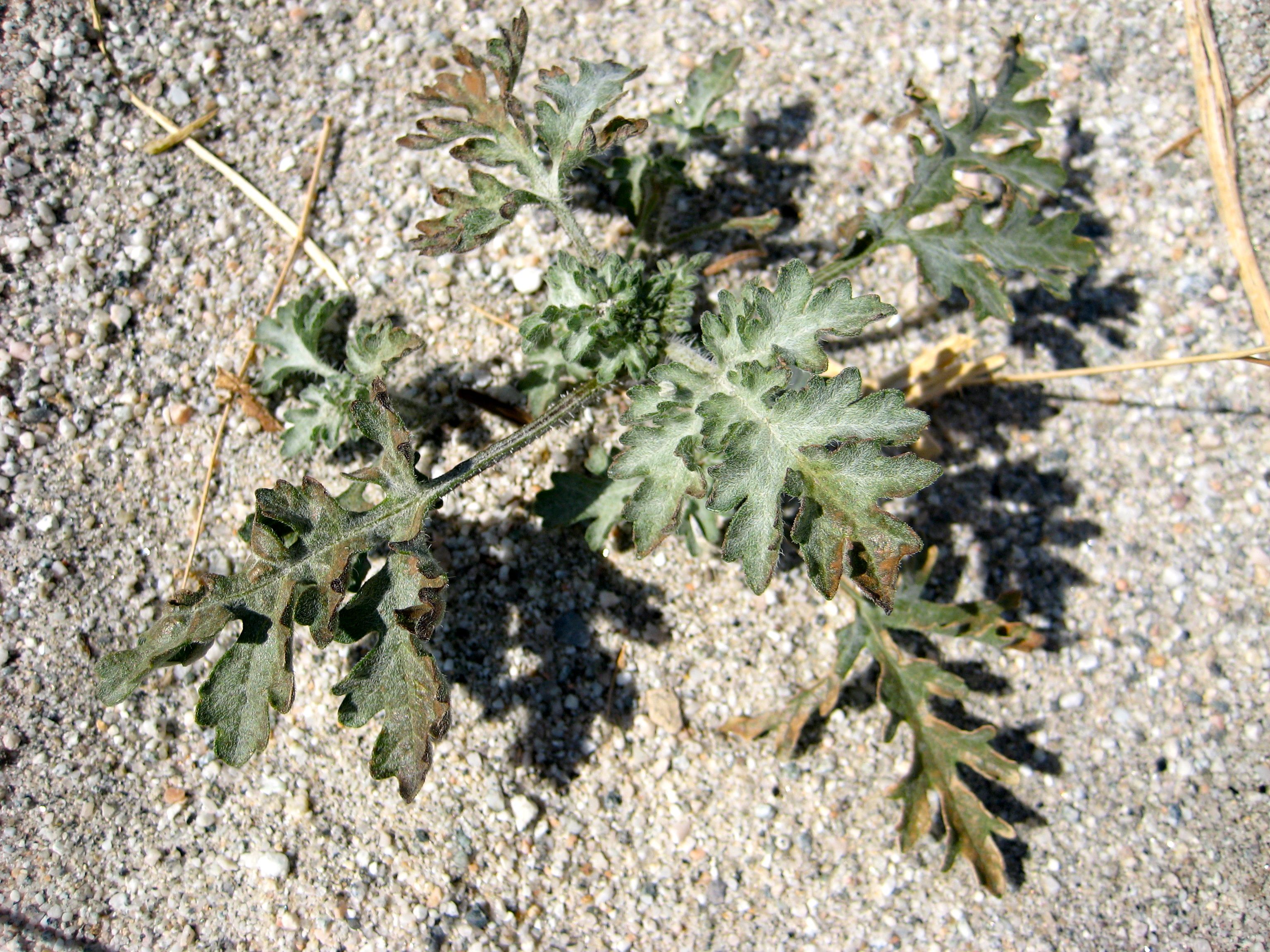 Ambrosia sp. (Ragweed), non-native California annual