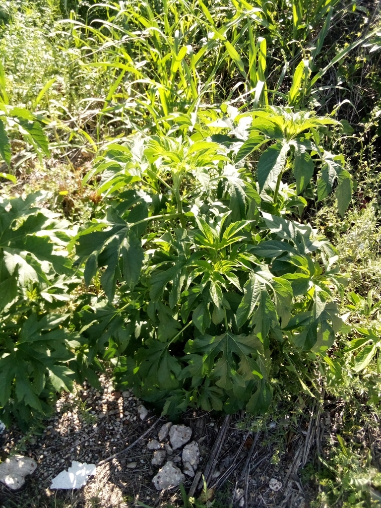 Ambrosia trifida (Giant ragweed), non-native California subshrub
