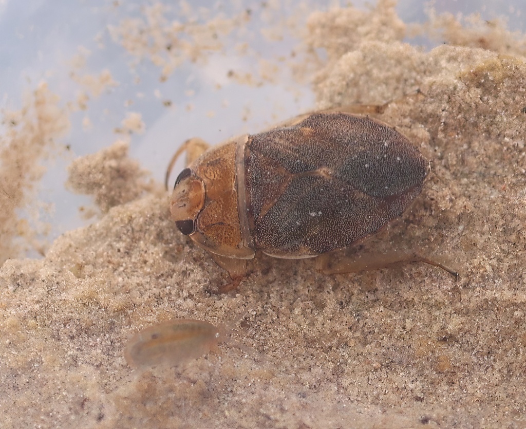 Ambrysus funebris (Nevares Spring Naucorid Bug), California species