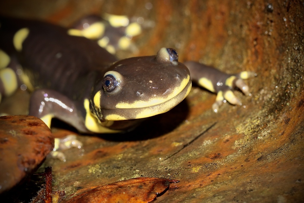 Ambystoma californiense (California tiger salamander), California species
