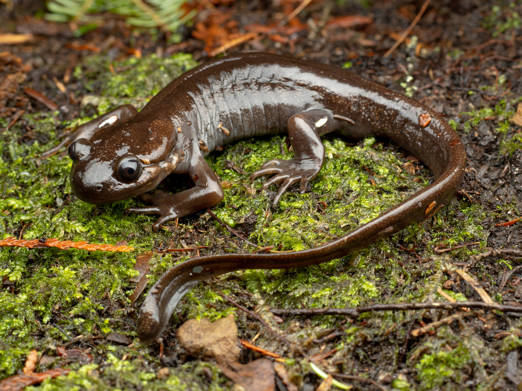 Ambystoma gracile (Northwestern Salamander), California species