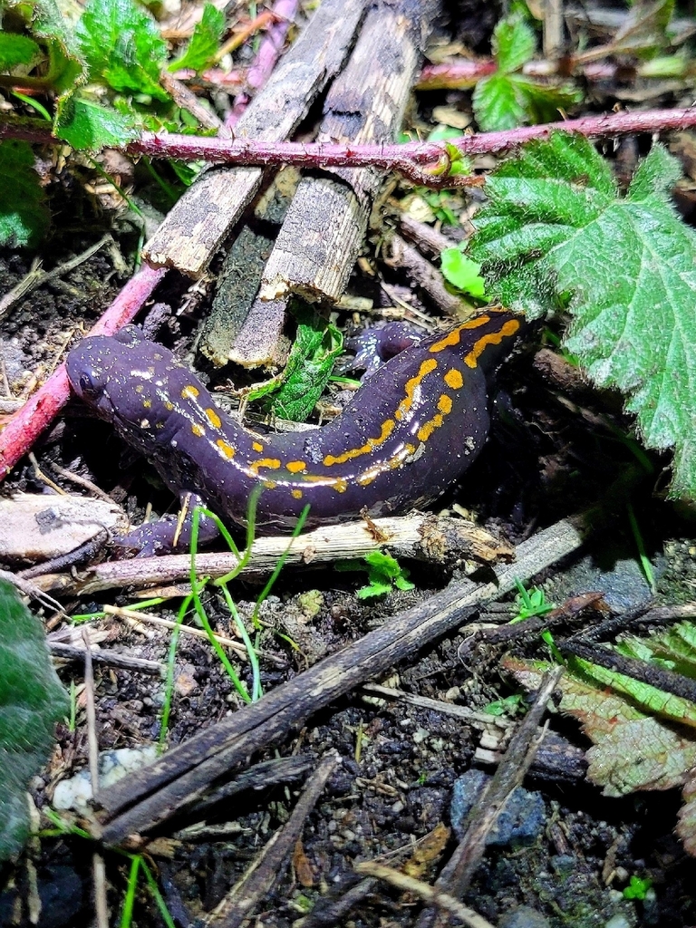 Ambystoma macrodactylum croceum (Santa Cruz long-toed salamander), California species