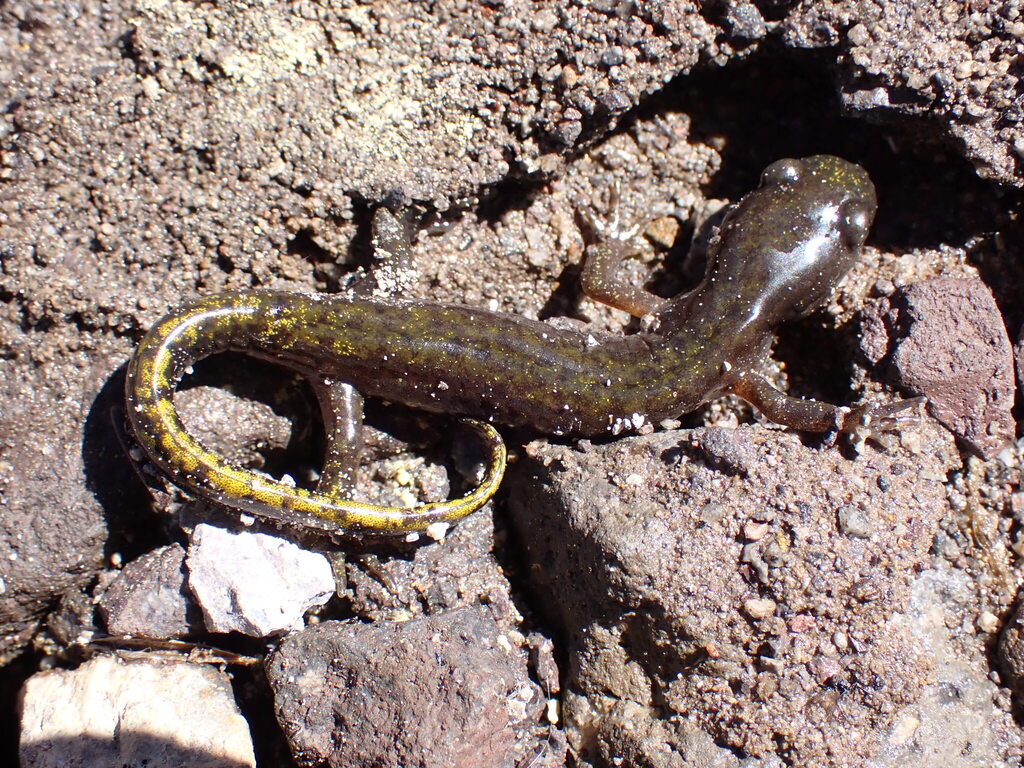 Ambystoma macrodactylum sigillatum (Southern Long- Toed Salamander), California species