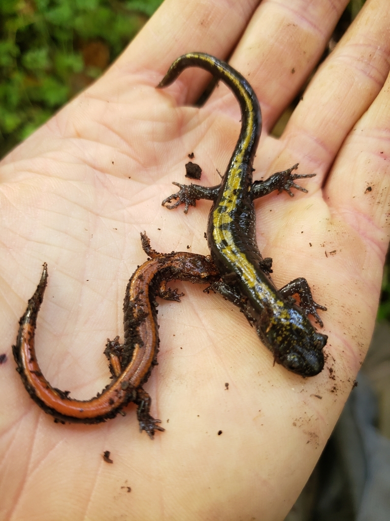 Ambystoma macrodactylum (Long-Toed Salamander), California species