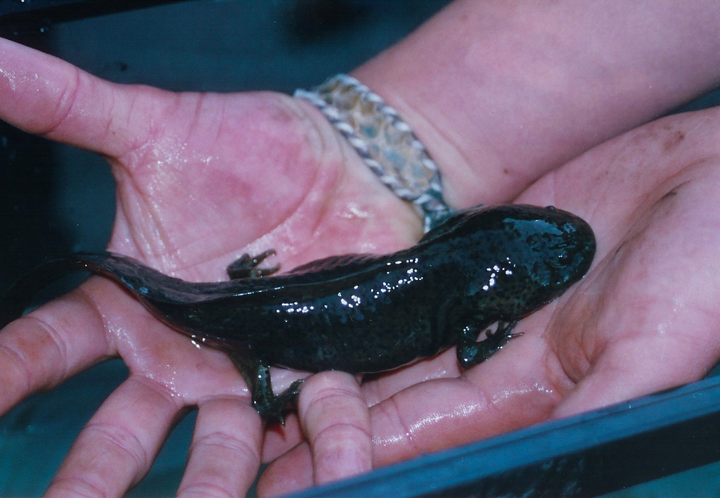 Ambystoma mavortium stebbinsi (Sonoran tiger salamander), California species