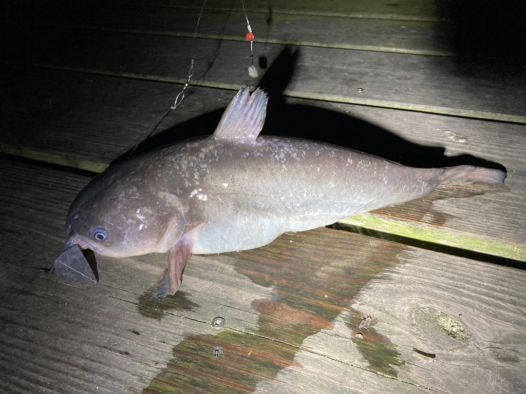 Ameiurus catus (White catfish), California species