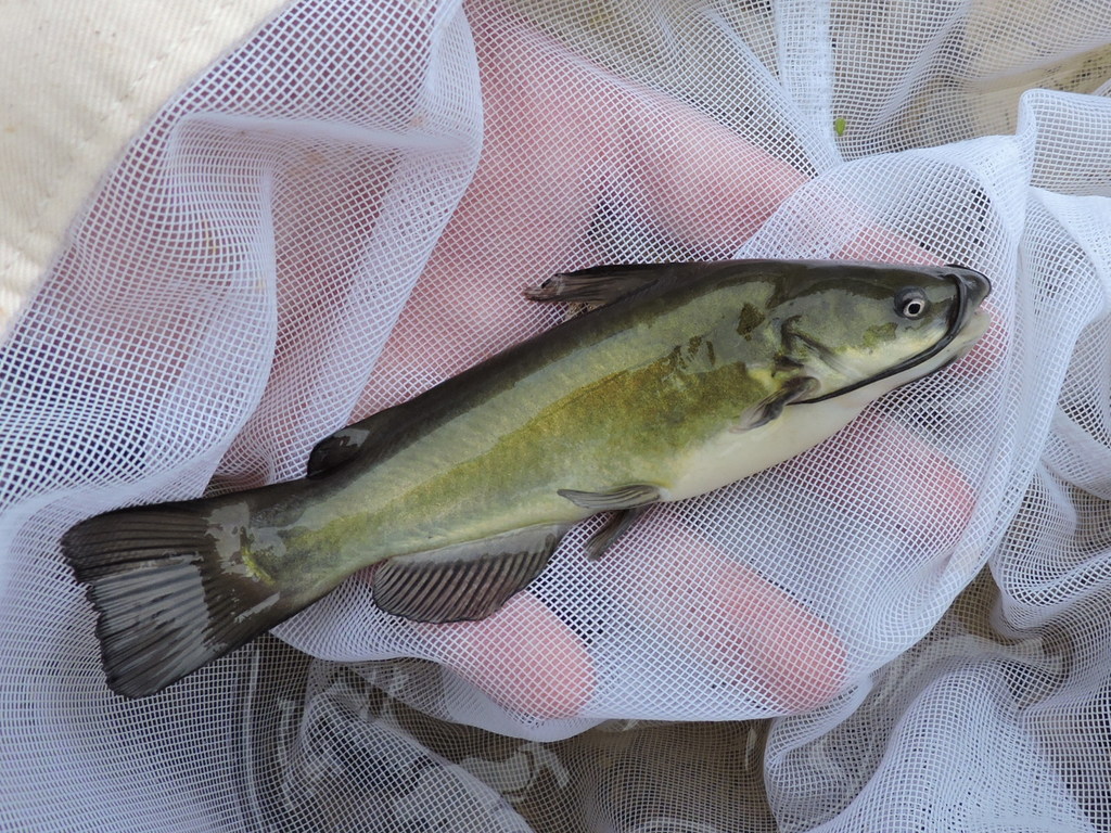 Ameiurus melas (Black bullhead), California species
