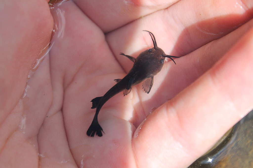 Ameiurus natalis (Yellow bullhead), California species