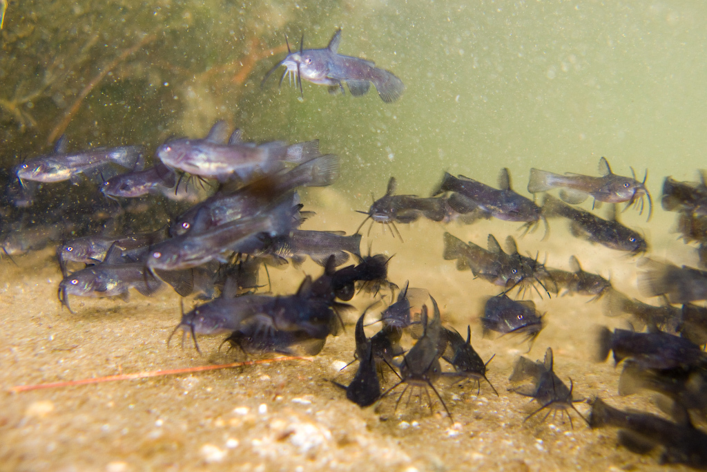 Ameiurus nebulosus (Brown bullhead), California species