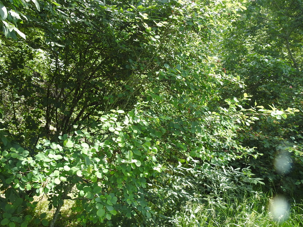 Amelanchier alnifolia var. semiintegrifolia (Pacific serviceberry), native California shrub / tree