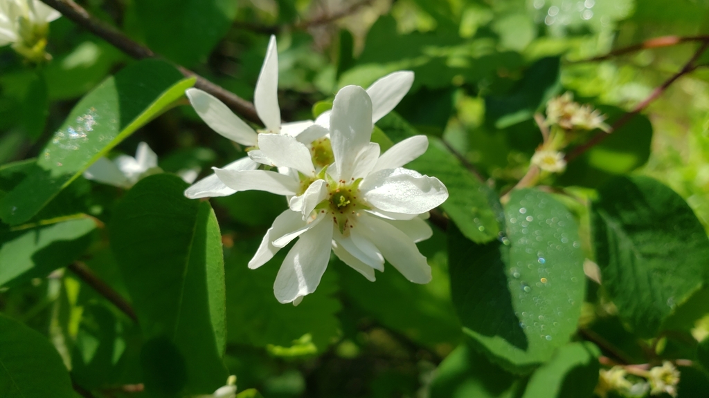 Amelanchier alnifolia (Saskatoon serviceberry), native California shrub / tree