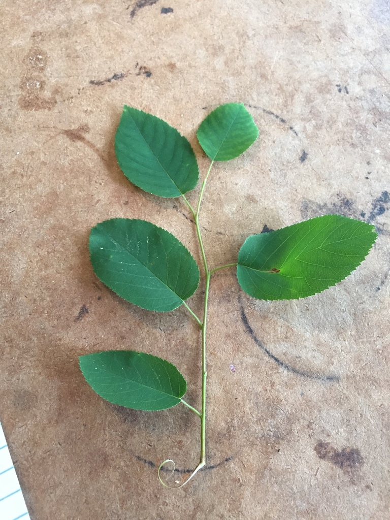Amelanchier sp. (Service-berry), non-native California shrub