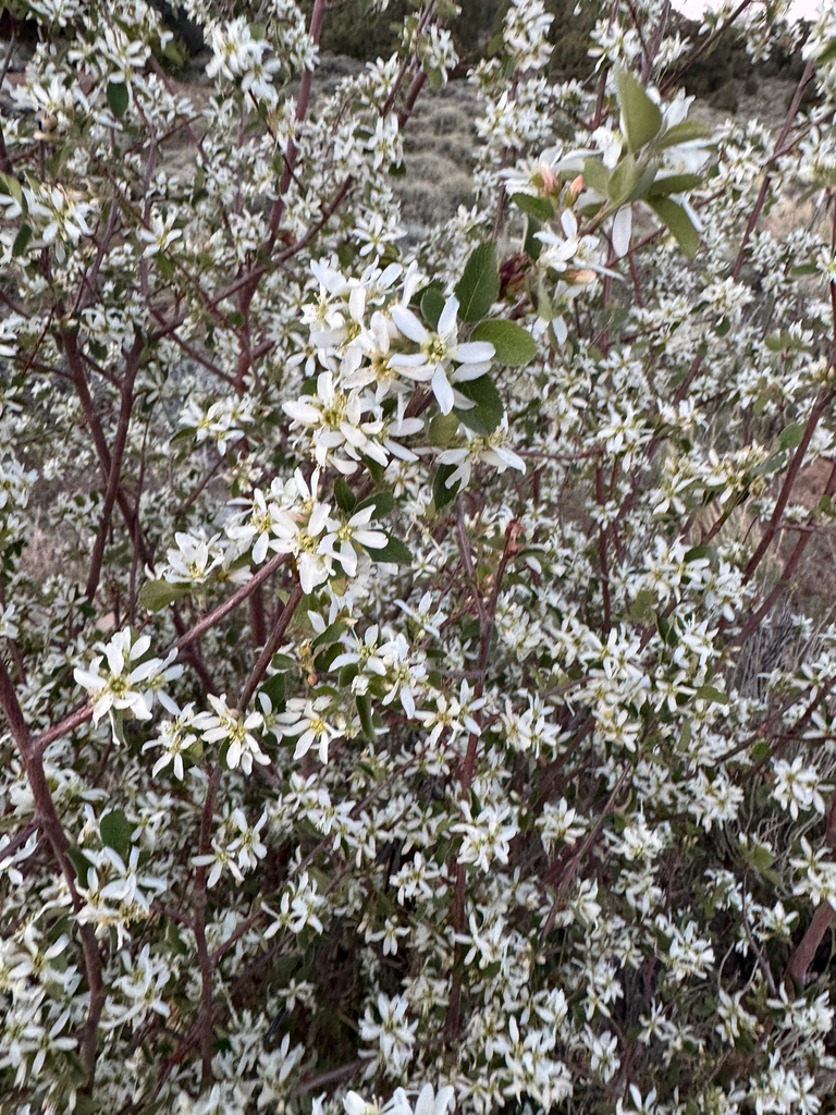 Amelanchier utahensis (Utah service-berry), native California shrub / tree