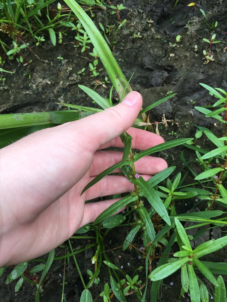 Ammannia robusta (Grand ammania), native California herb