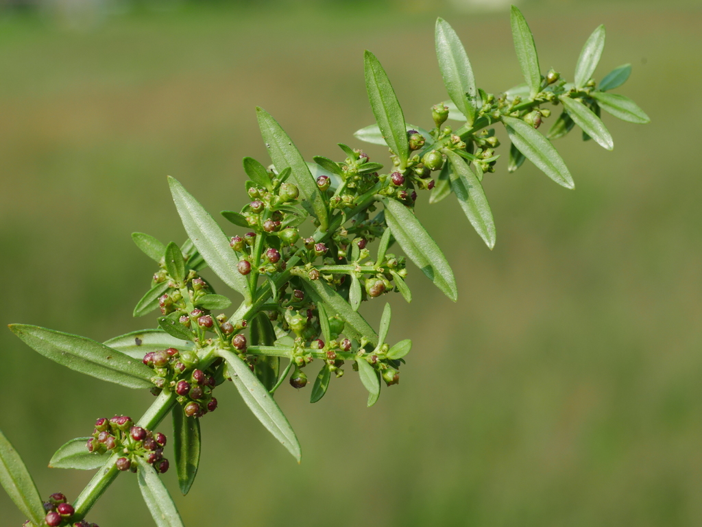 Ammannia sp., non-native California annual
