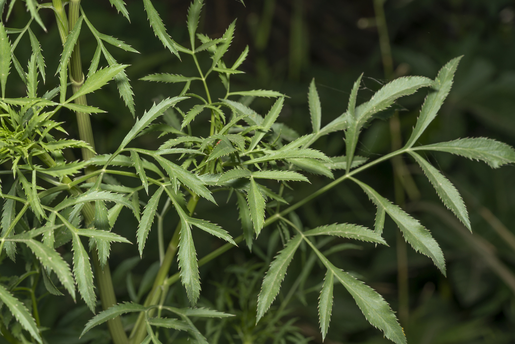 Ammi visnaga (Bisnaga), non-native California herb