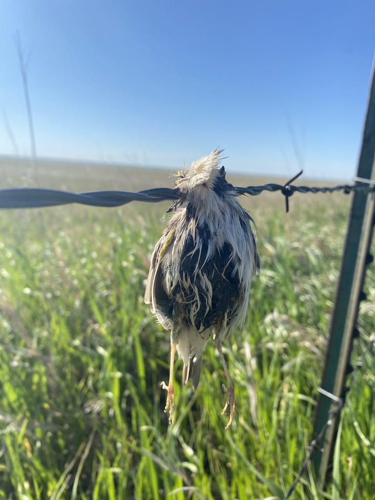 Ammodramus nelsoni (Nelson's Sparrow), California species