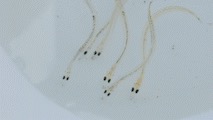 Ammodytes personatus (Pacific Sand Lance), California species
