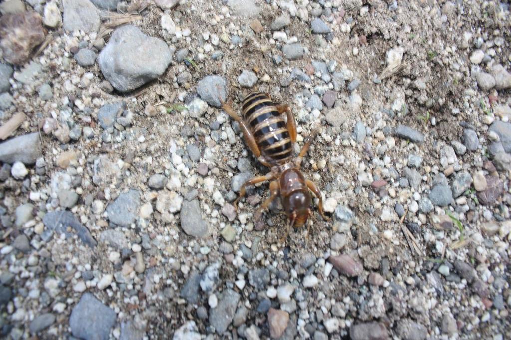 Ammopelmatus kelsoensis (Kelso Jerusalem Cricket), California species