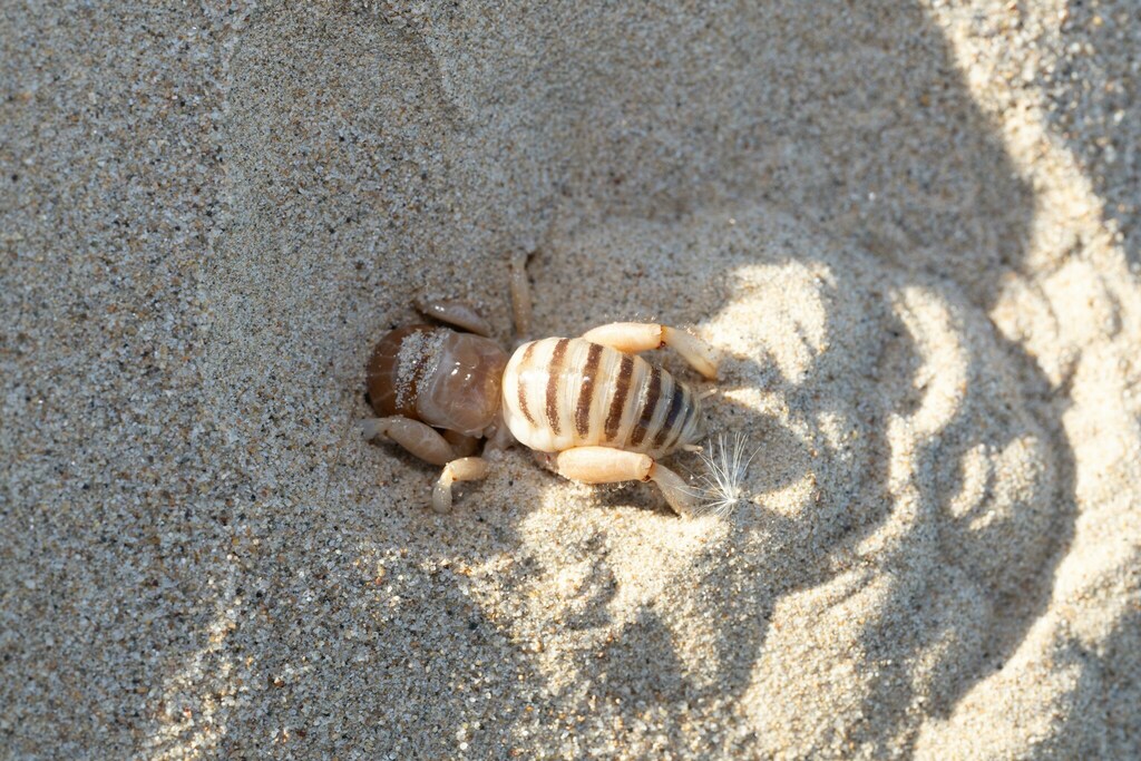 Ammopelmatus muwu (Point Conception Jerusalem Cricket), California species