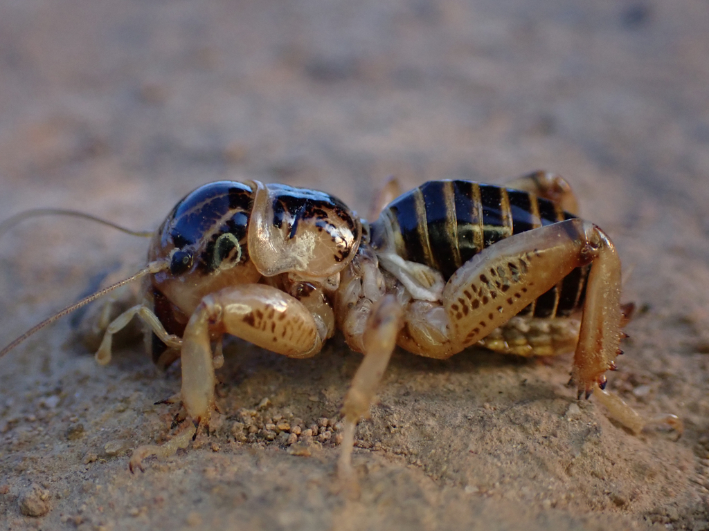 Ammopelmatus pictus (Pictured Jerusalem Cricket), California species