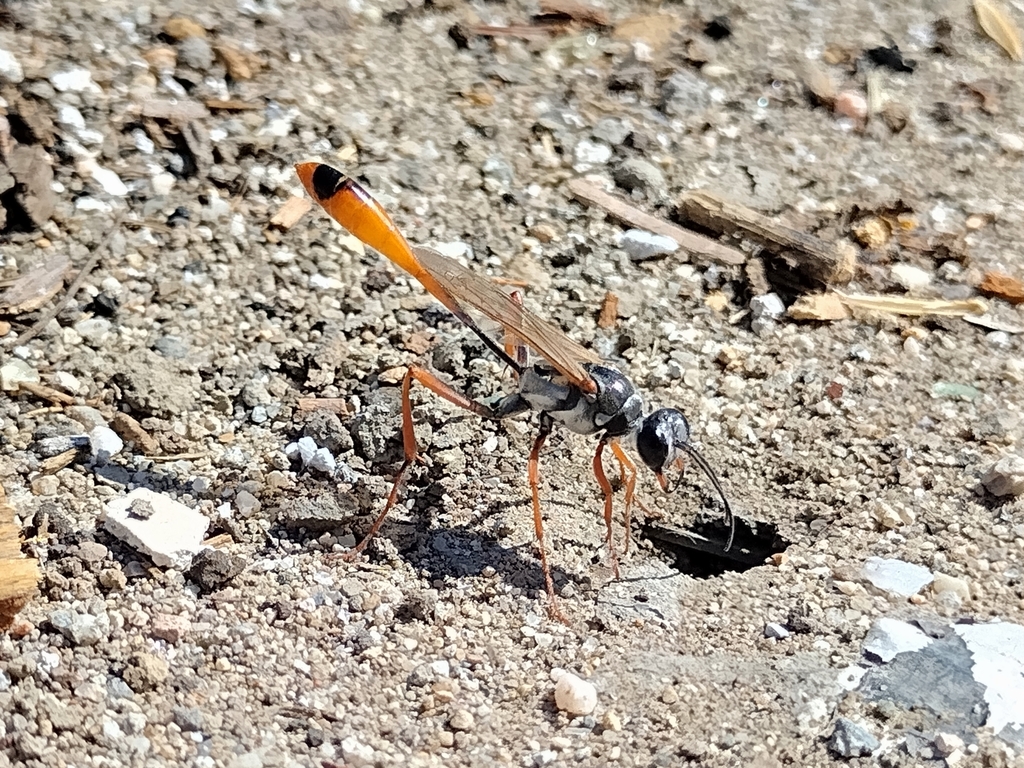 Ammophila aberti (Abert's Thread-waisted Wasp), California species