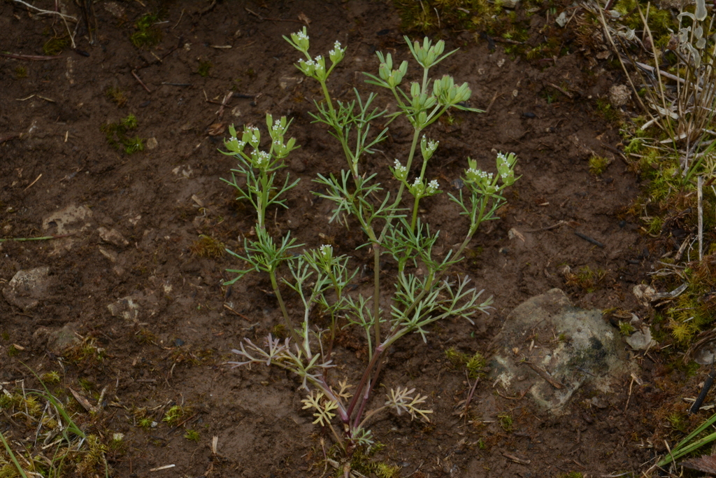 Ammoselinum sp., non-native California annual