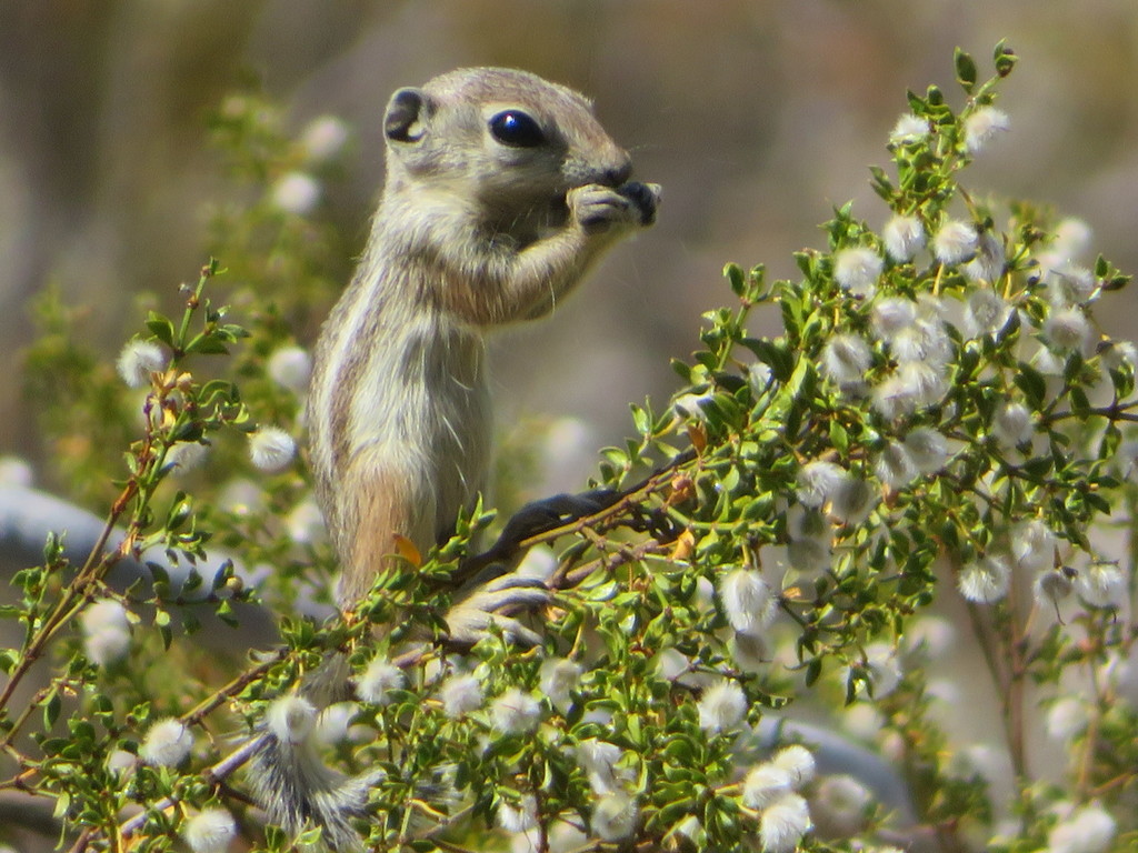 Ammospermophilus leucurus (White-tailed Antelope Ground Squirrel), California species