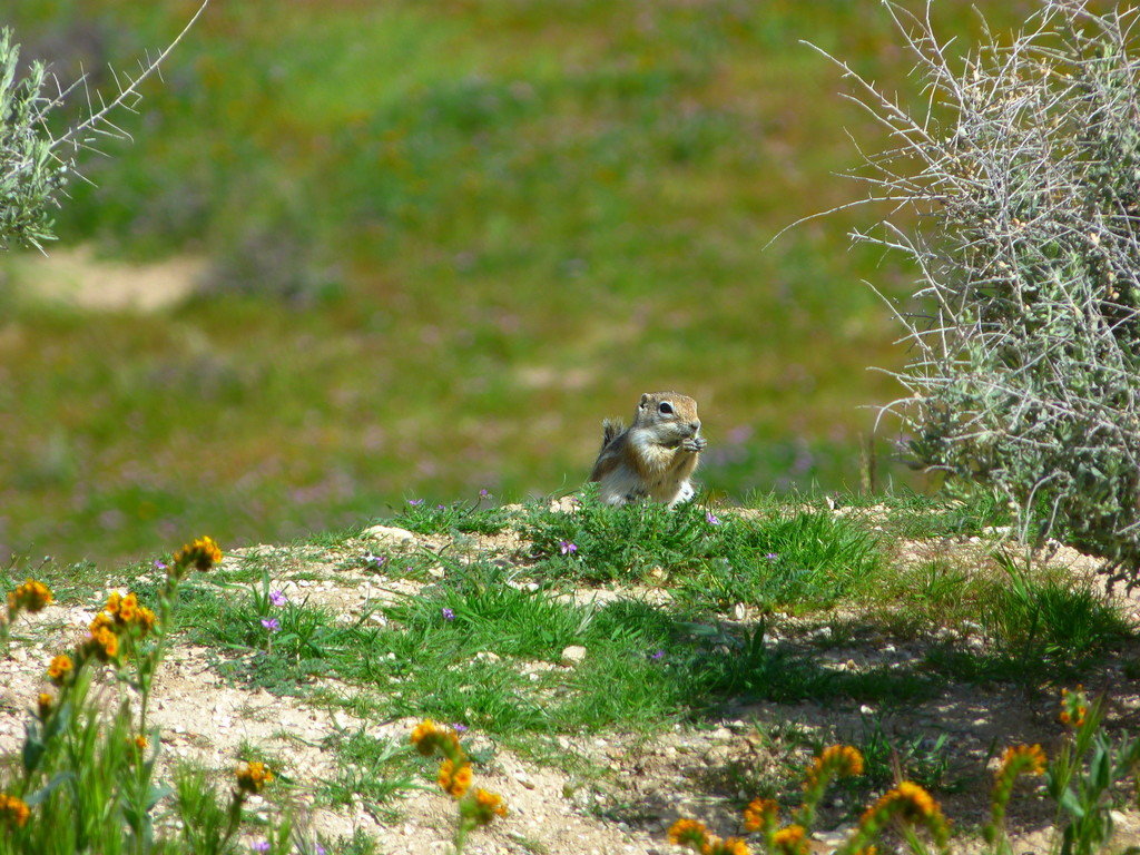 Ammospermophilus nelsoni (Nelson’s (=San Joaquin) antelope squirrel), California species