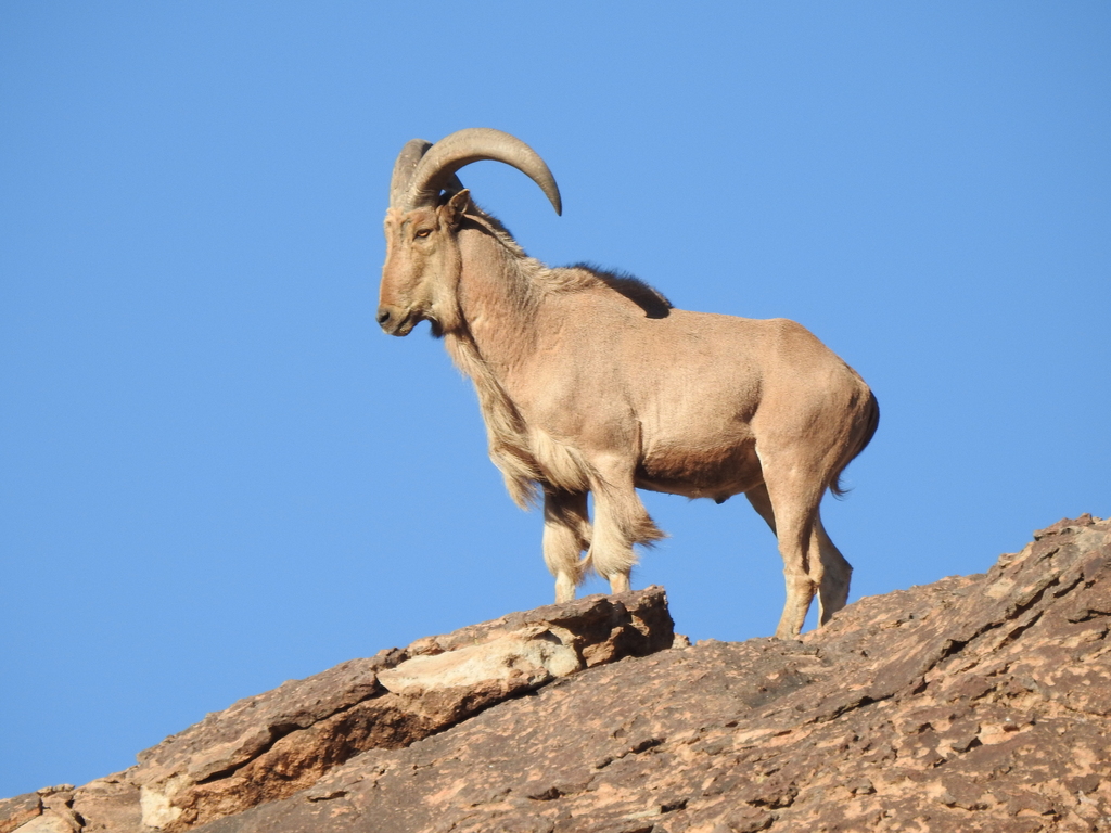 Ammotragus lervia (Barbary Sheep), California species