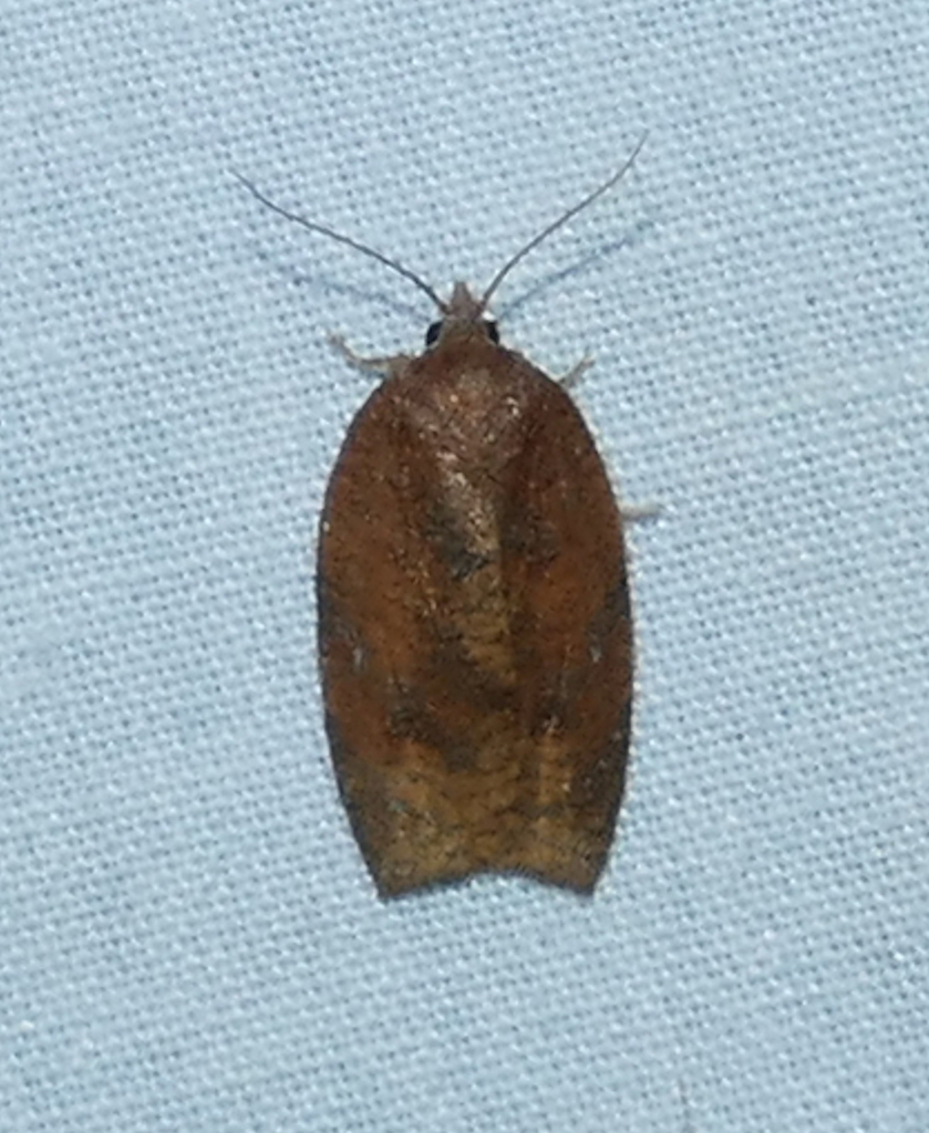 Amorbia cuneana (Western Avocado Leafroller Moth), California species