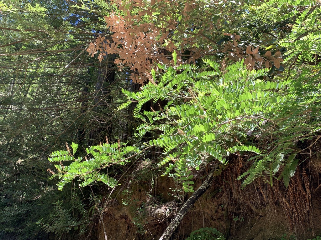 Amorpha californica (California false indigo), native California shrub
