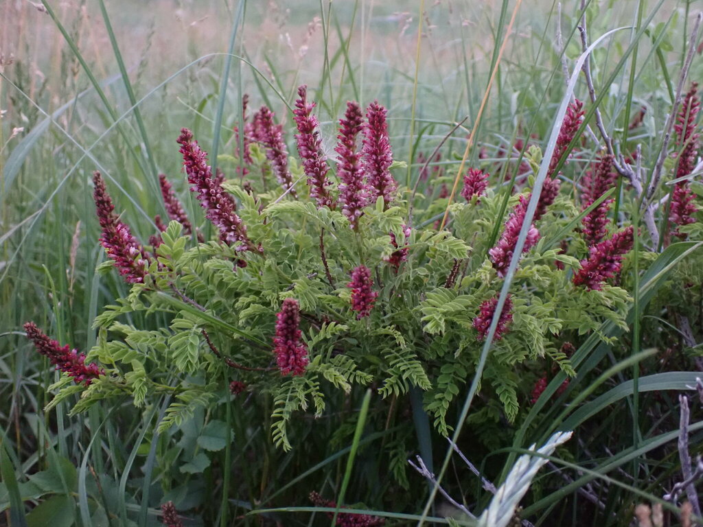 Amorpha sp. (False indigo), non-native California shrub