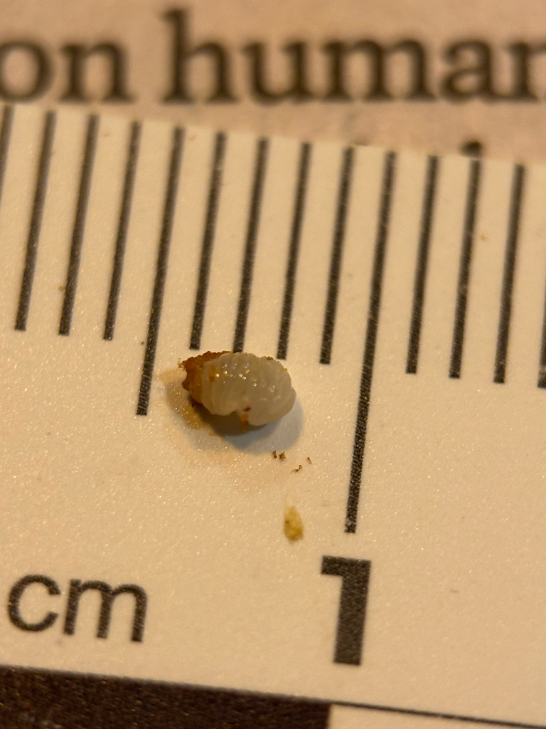 Amphibolips quercuspomiformis (Live Oak Apple Gall Wasp), California species