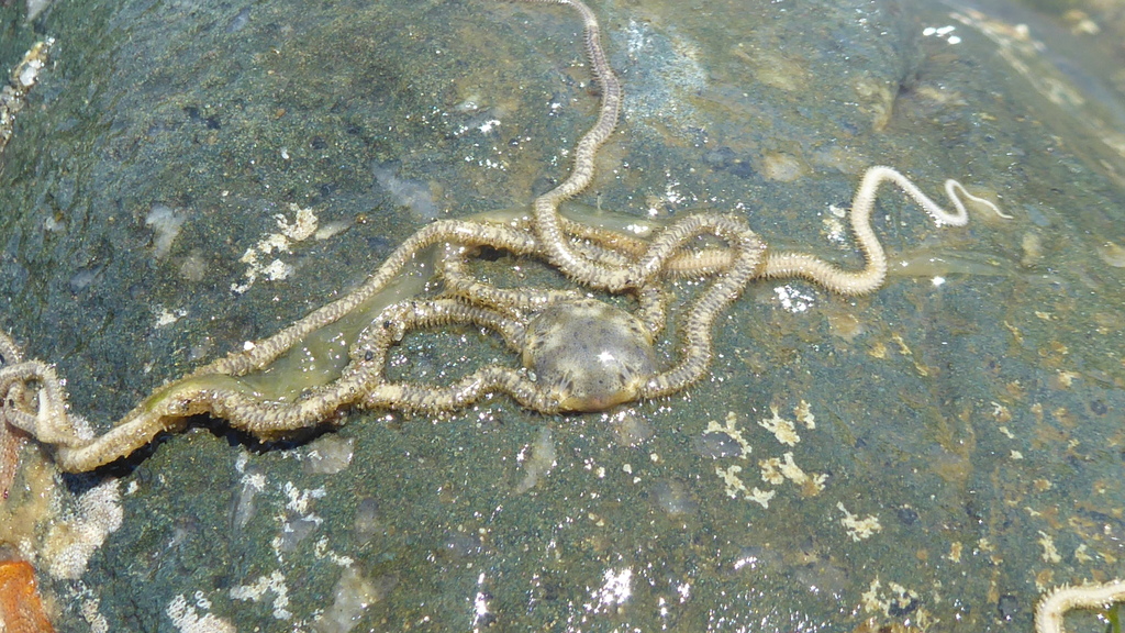 Amphiodia occidentalis (Long-armed Brittle Star), California species