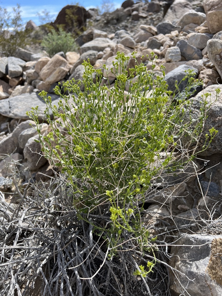 Amphipappus fremontii — parent species of Amphipappus fremontii var. spinosus