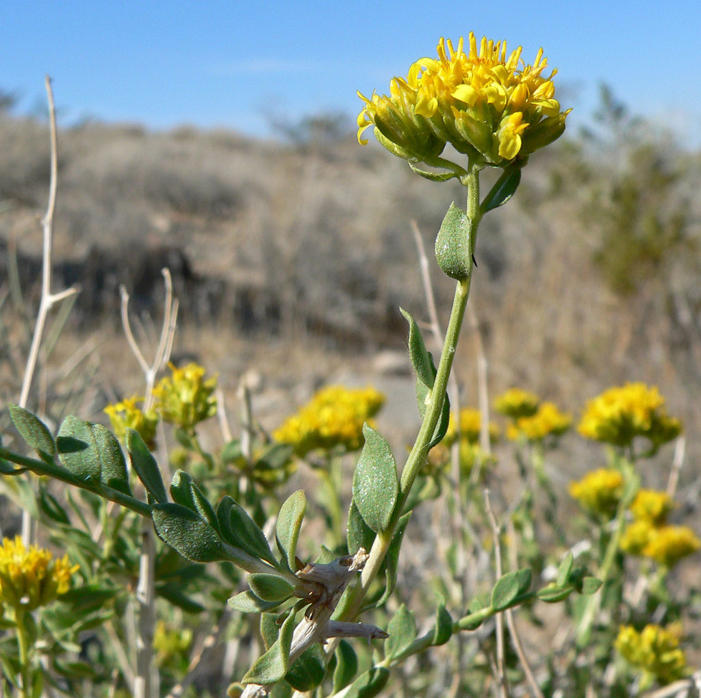 Amphipappus sp. (Chaff-bush), non-native California annual