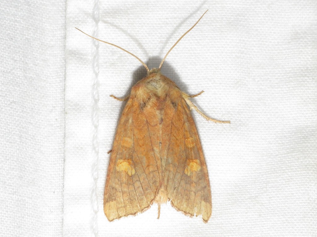 Amphipoea americana (American Ear Moth), California species