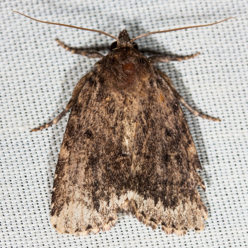 Amphipyra brunneoatra, California species