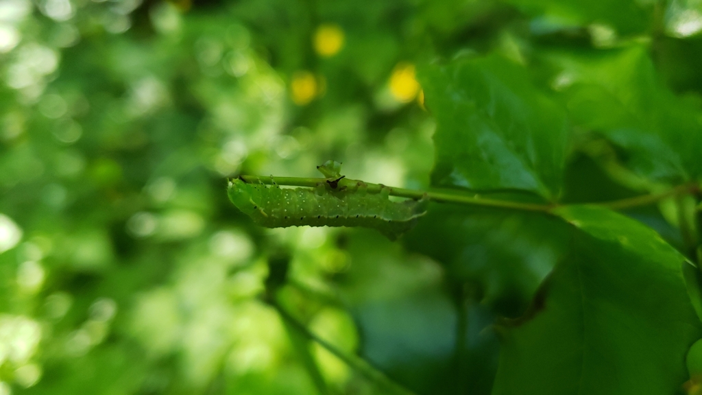 Amphipyra pyramidoides (Copper Underwing), California species
