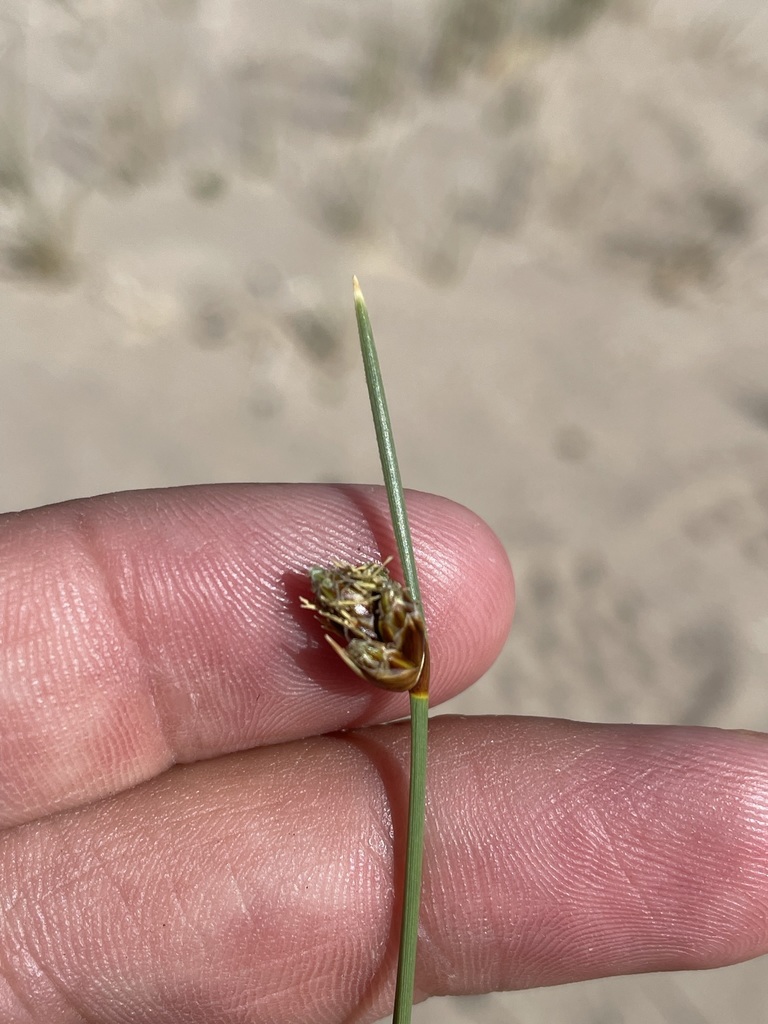Amphiscirpus sp. (Nevada bulrush), non-native California perennial