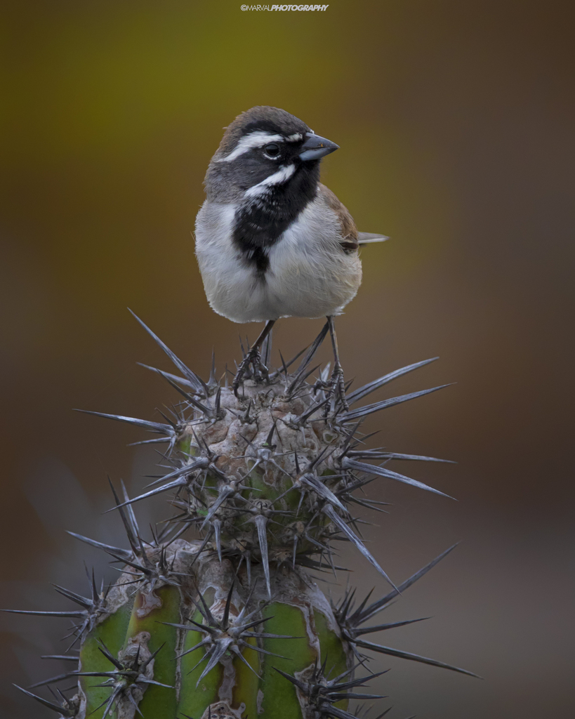 Amphispiza bilineata (Black-throated Sparrow), California species