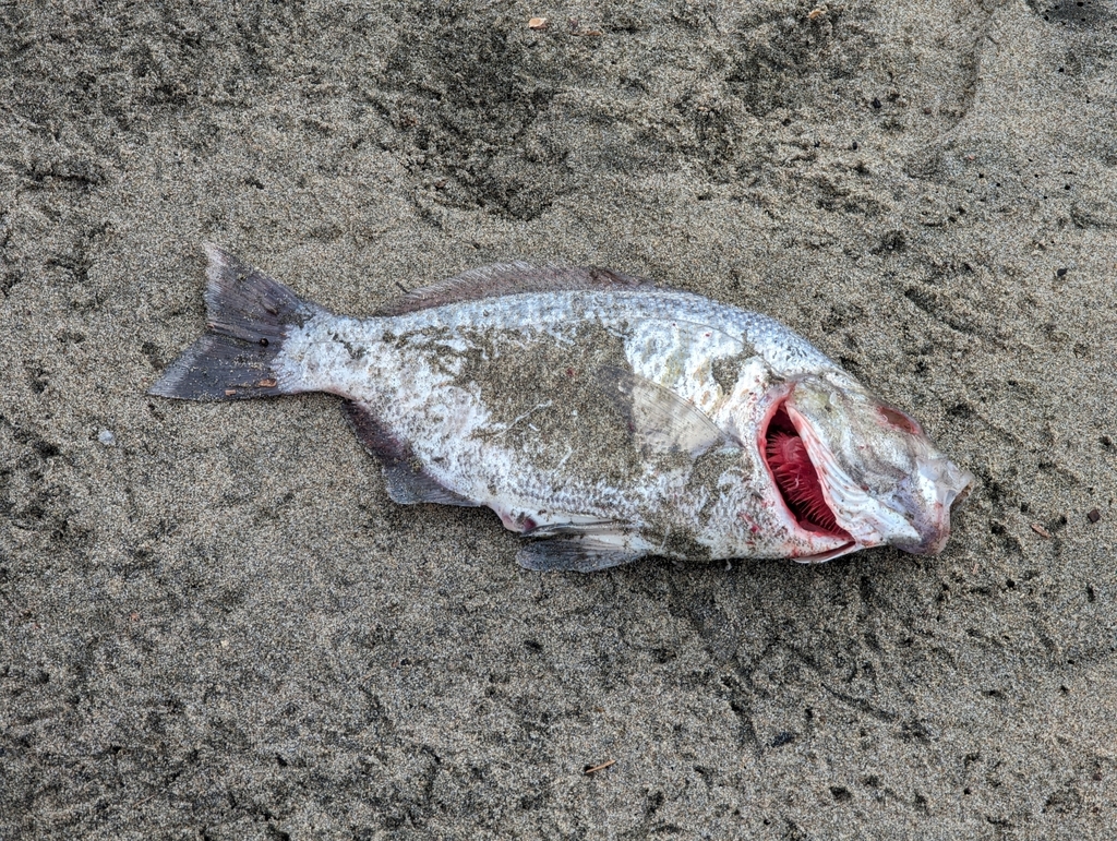 Amphistichus argenteus (Barred Surfperch), California species
