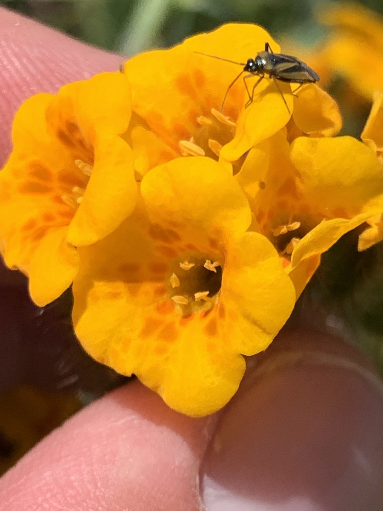 Amsinckia douglasiana (Douglas's fiddleneck), native California herb