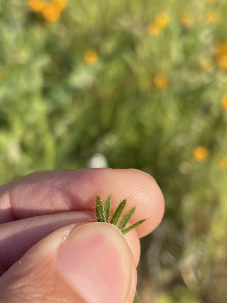 Amsinckia eastwoodiae (Eastwood's fiddleneck), native California herb