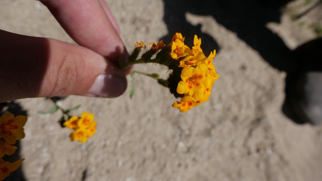 Amsinckia furcata (Forked fiddleneck), native California annual